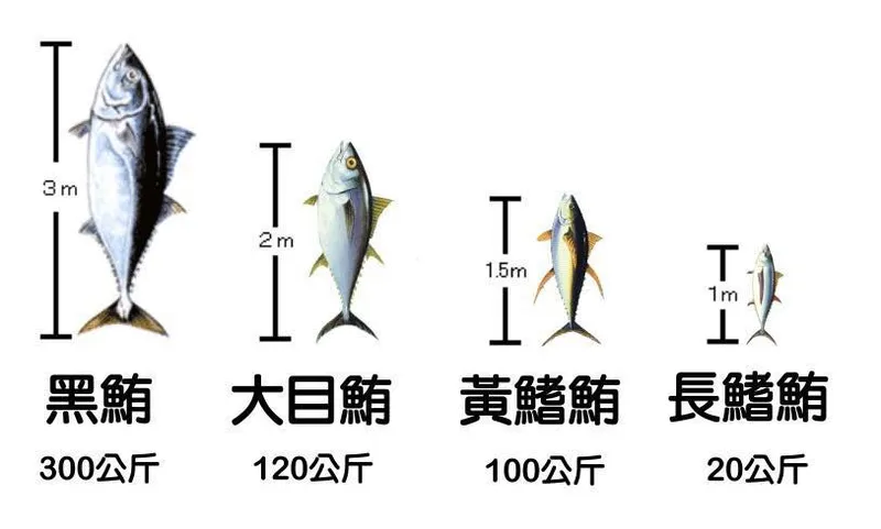 蔡英文政府與日本『黑鮪魚換大目鮪魚』協議 — 喪權辱國的等量不等值賠錢交易