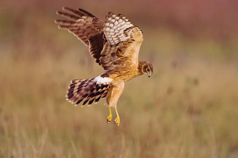 Eagles Want to Fly—Then Go Fly! Why Do Humans Go to Movie Theaters to Watch Natural Scenery?
