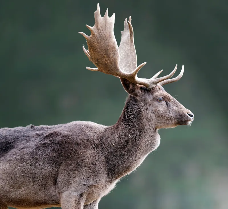 保育優先！堅決反對擴大原住民狩獵權：狩獵文化與環境變遷的衝突與反思