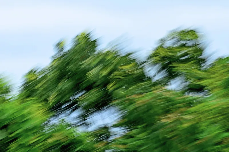 金門樹倒 $500$ 萬顆!? 統計專家用科學數據告訴你真的有可能!!